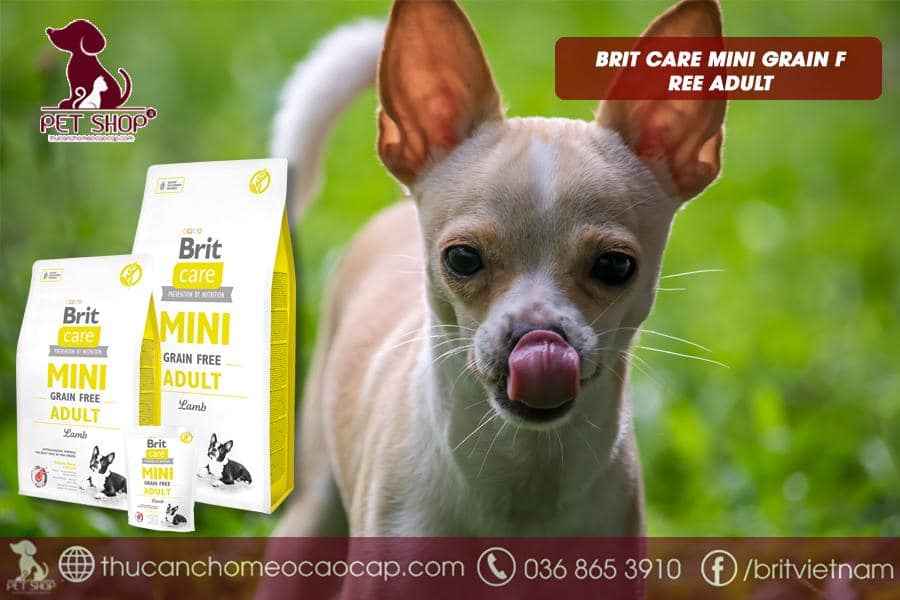 thức ăn của Chihuahua loại cao cấp