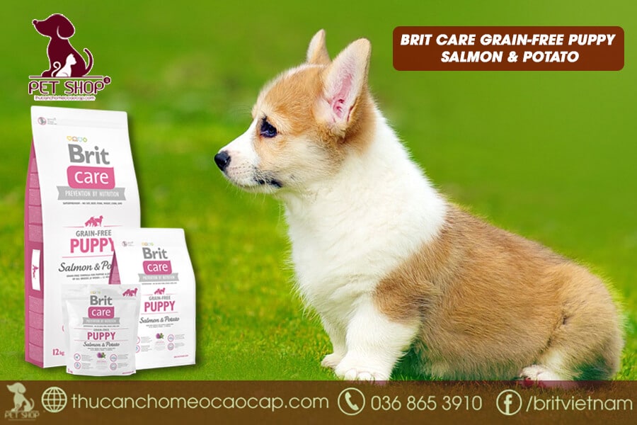 chó corgi thích ăn gì