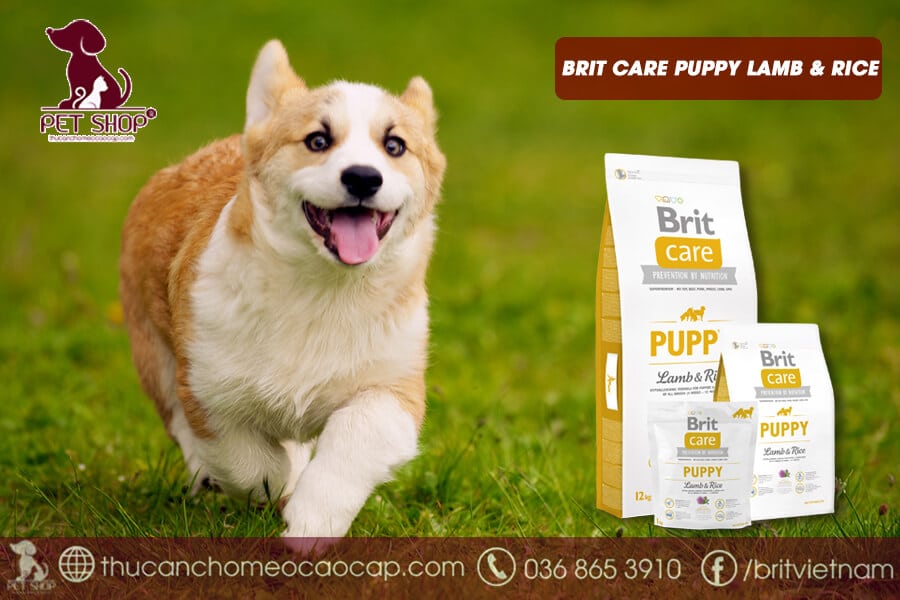 thức ăn khô cho chó Corgi