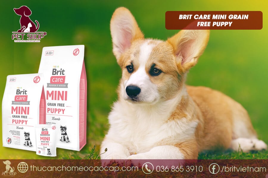 thức ăn cho chó Corgi con