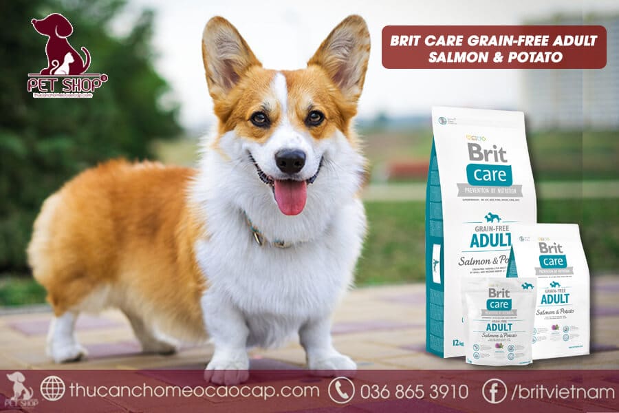 Thức ăn cho chó corgi trưởng thành
