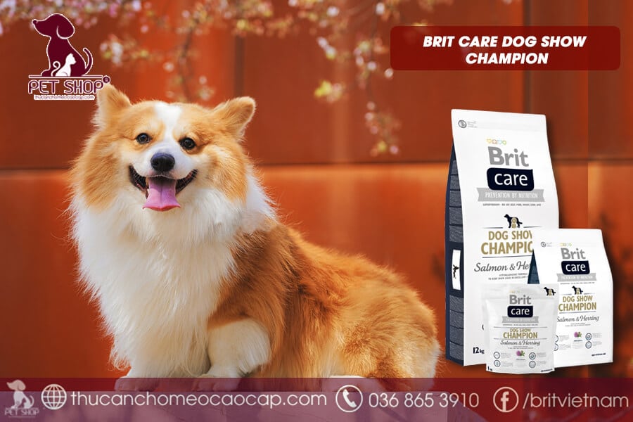 Thức ăn cho chó Corgi Dogshow