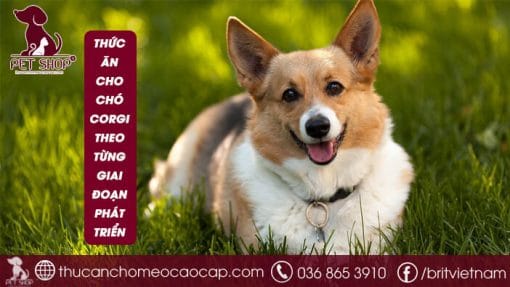 thức ăn cho chó Corgi