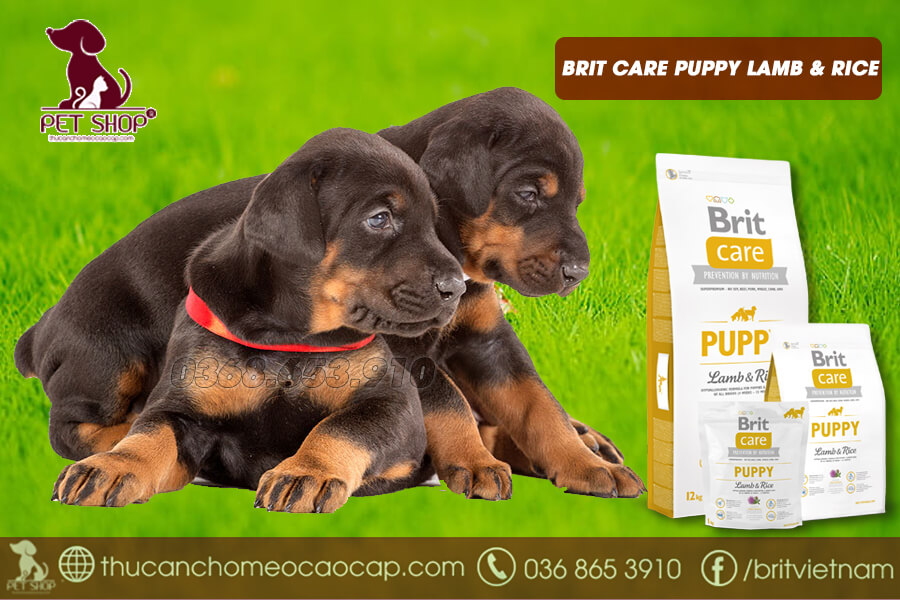 Thức ăn cho chó Doberman 1 tháng tuổi