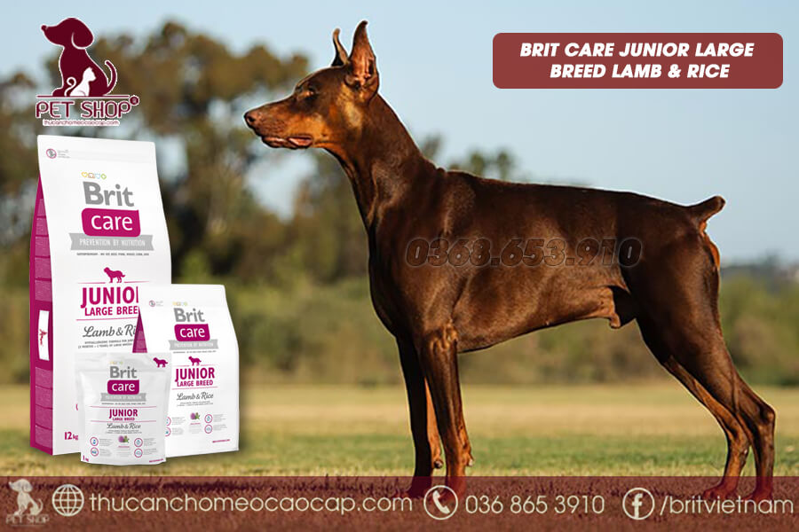 Thức ăn cho chó Doberman 3 tháng tuổi