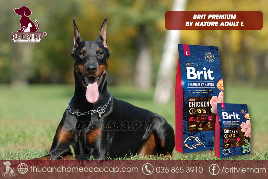 Thức ăn cho chó Doberman trưởng thành