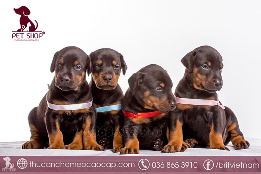 Chó Doberman ăn gì
