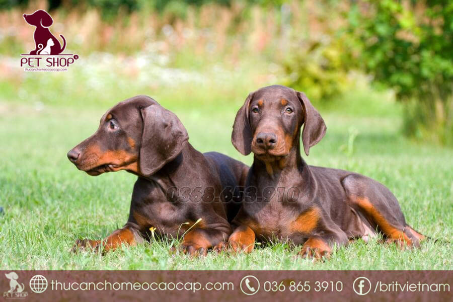 Thức ăn hạt cho chó Doberman