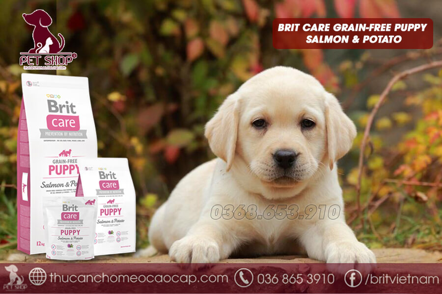 Thức ăn cho chó Labrador con