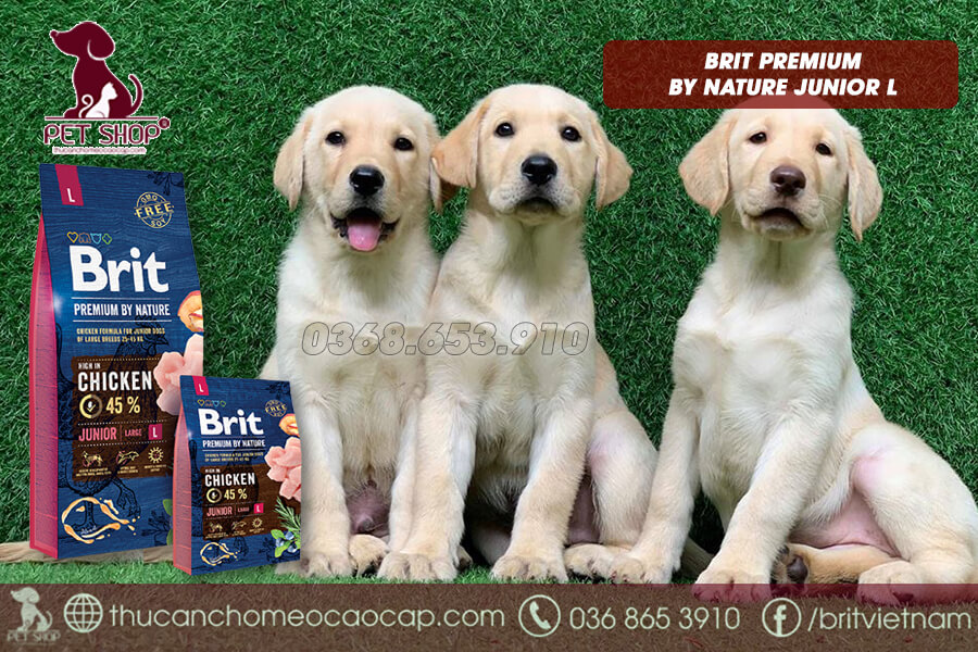 thức ăn cho chó Labrador 3 tháng tuổi