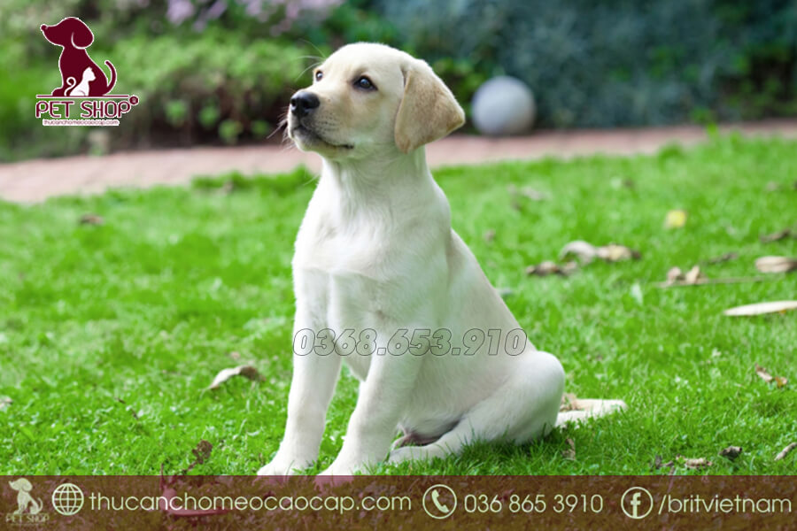 Lưu ý khi cho chó Labrador ăn