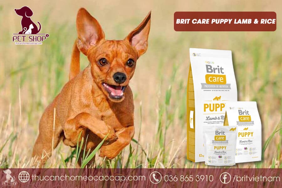 thức ăn cho chó Phốc Hươu con thức ăn cho chó Phốc Hươu con