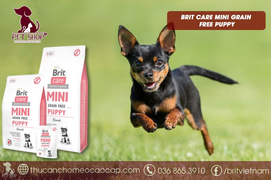 thức ăn khô cho chó Phốc Hươu thức ăn khô cho chó Phốc Hươu