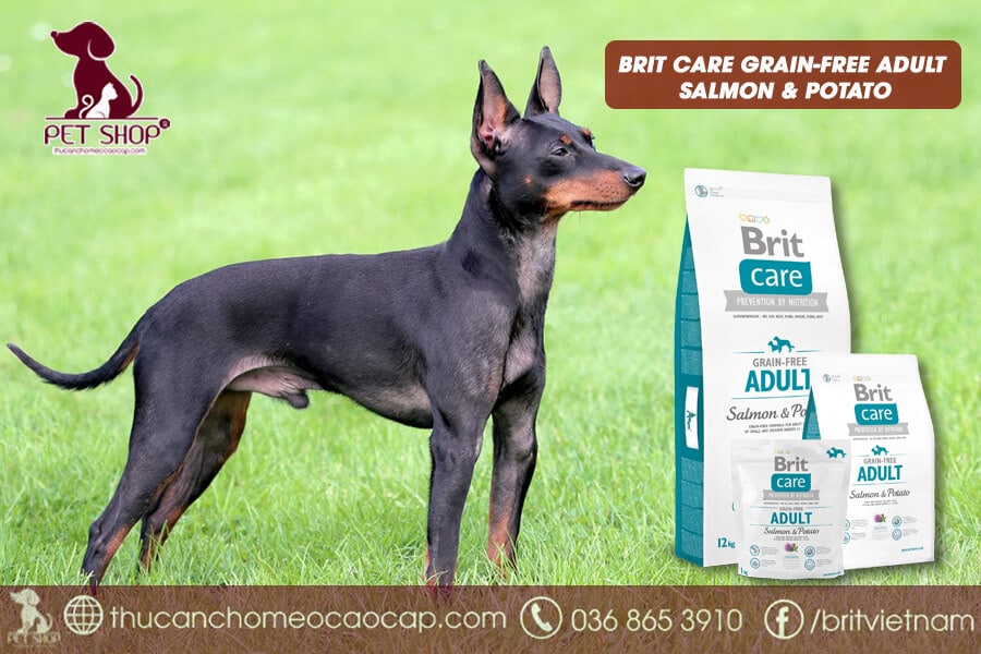 Thức ăn hạt cho chó Phốc Hươu phù hợp Thức ăn hạt cho chó Phốc Hươu phù hợp