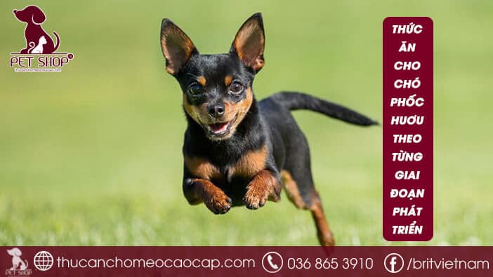 thức ăn cho chó Phốc Hươu thức ăn cho chó Phốc Hươu