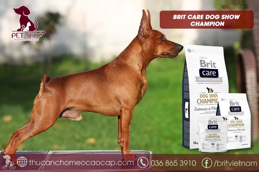 thức ăn cho chó Phốc Hươu trưởng thàn thức ăn cho chó Phốc Hươu trưởng thàn