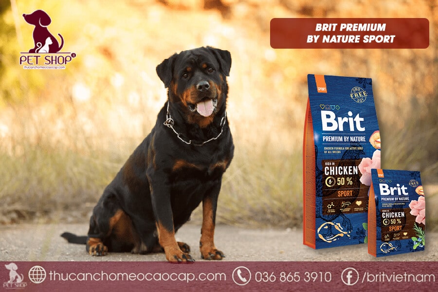 thức ăn chó Rottweiler thời kỳ mang thai