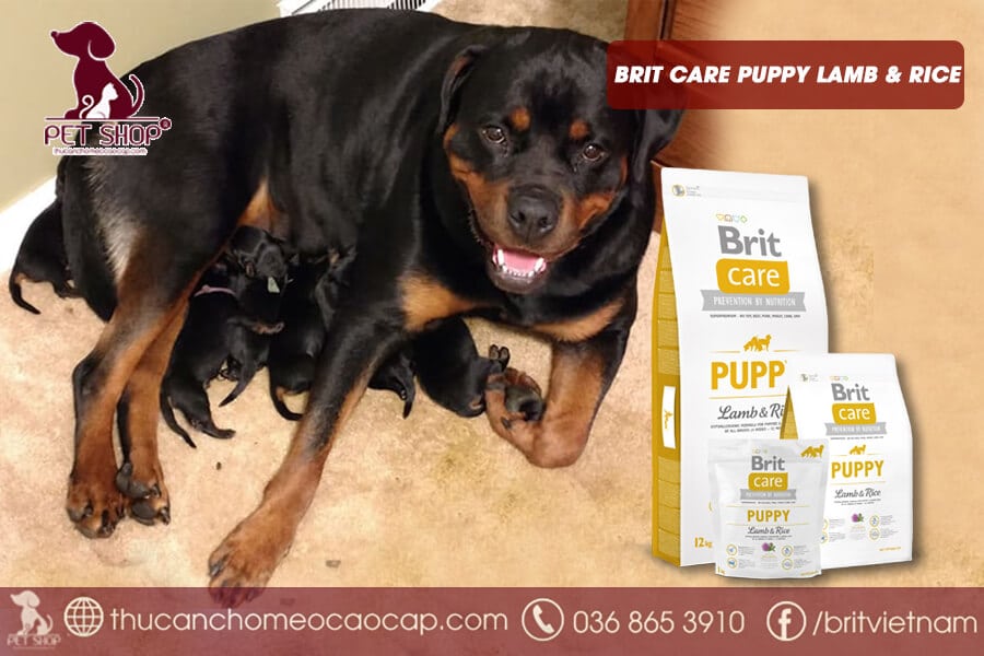 thức ăn chó Rottweiler sinh sản