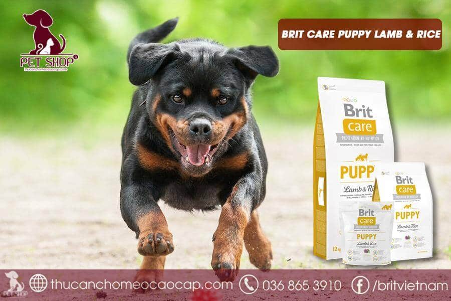 Thức ăn cho chó Rottweiler 3 tháng tuổi