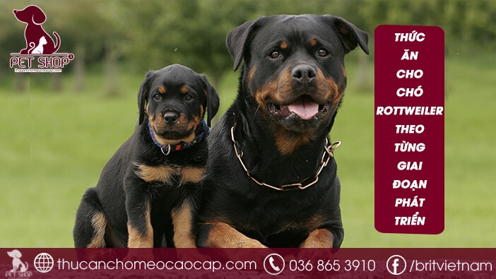 thức ăn cho chó Rottweiler
