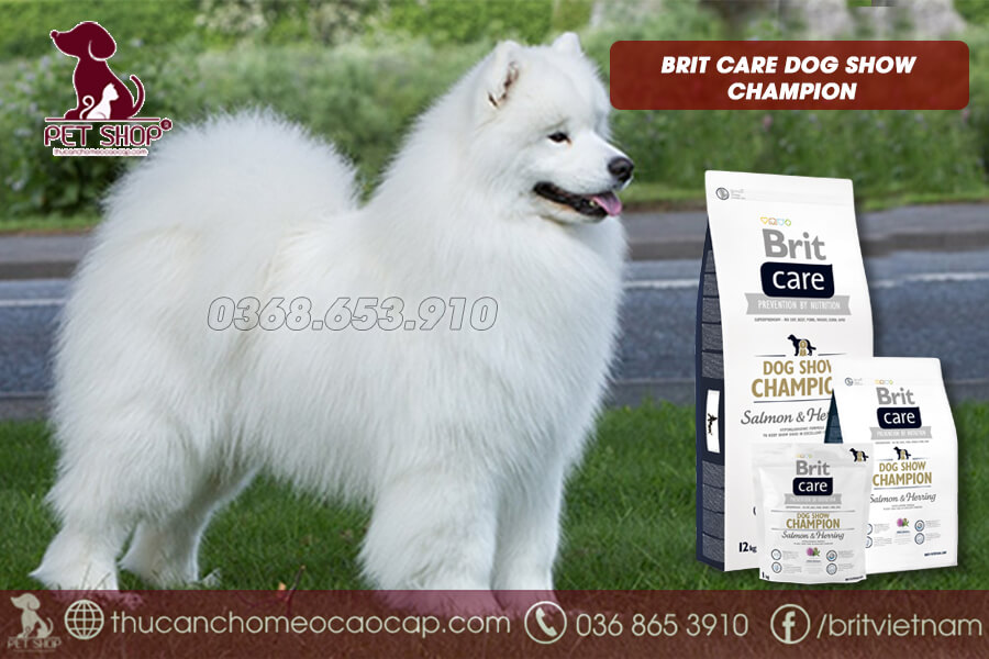 Đối với Samoyed tham gia các cuộc thi Dogshow