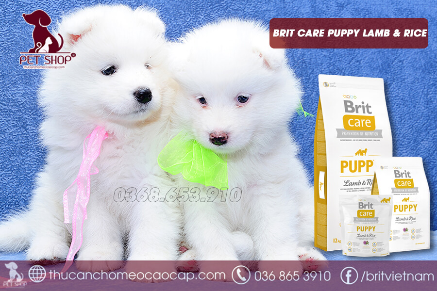 thức ăn cho chó Samoyed con