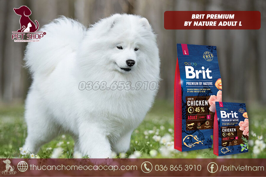 thức ăn cho chó Samoyed trưởng thành