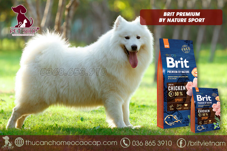 Chó Samoyed mang thai cho ăn gì