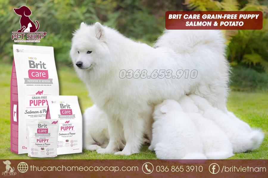 Chó Samoyed cho con bú cho ăn gì