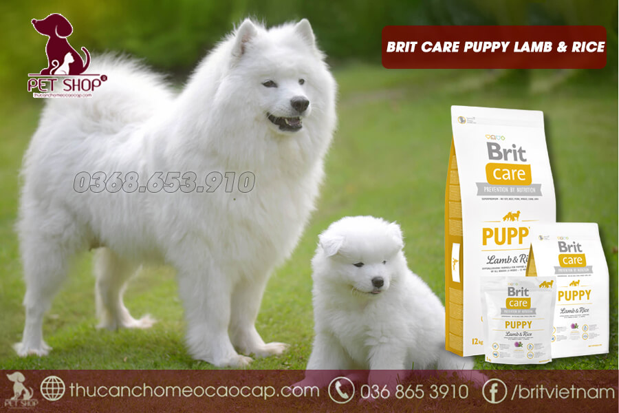 Chó Samoyed nuôi con cho ăn gì