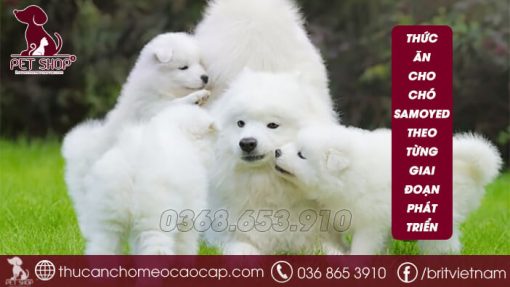 thức ăn cho chó Samoyed