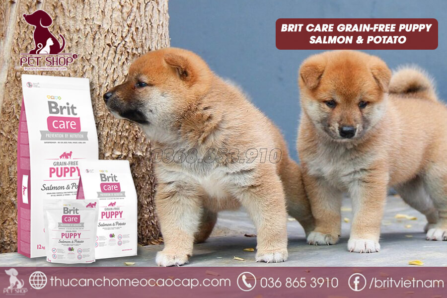Thức ăn cho chó Shiba con