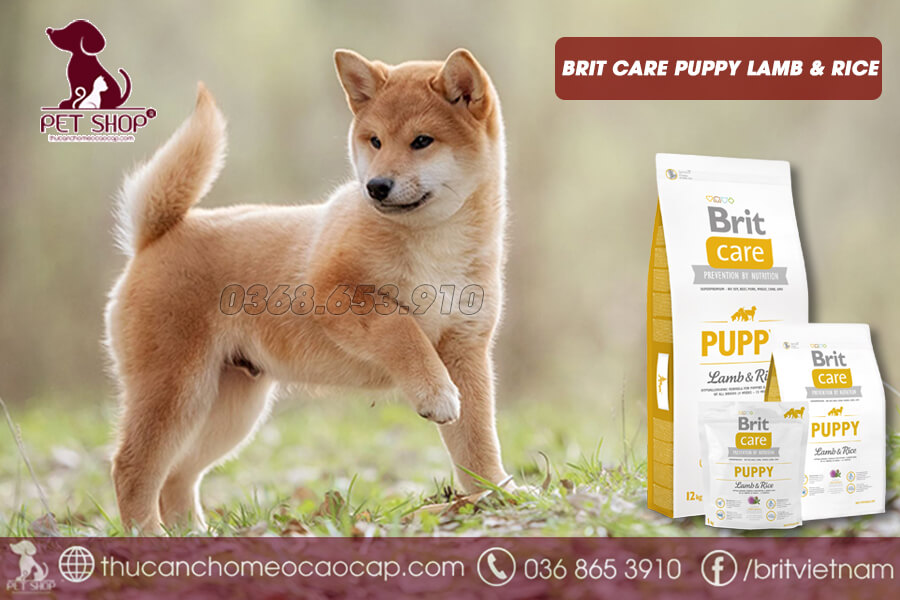 Thức ăn cho chó Shiba 2 tháng tuổi