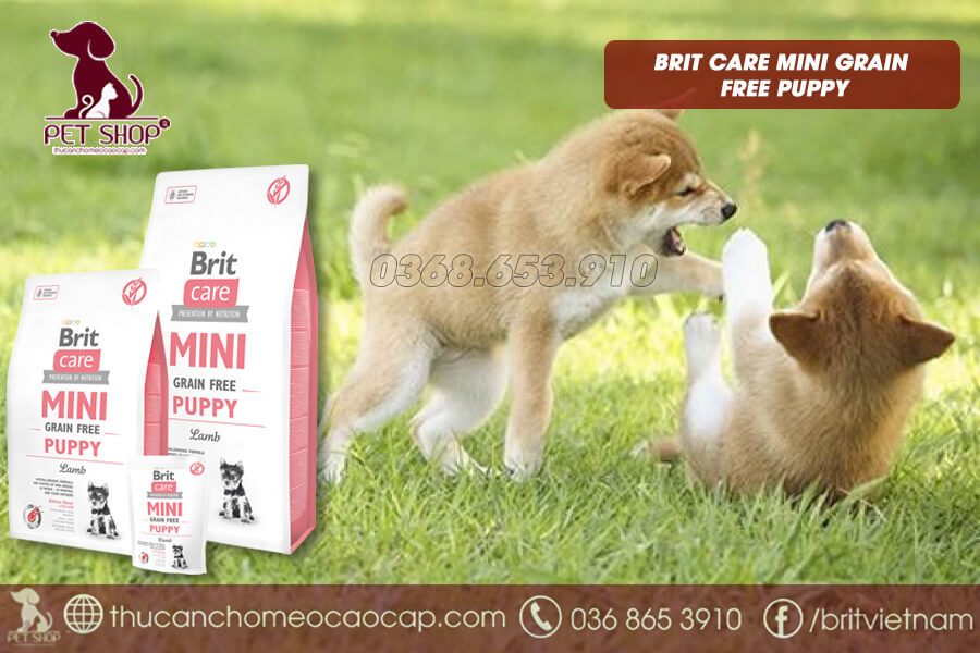 Chó shiba 1 tháng tuổi ăn gì