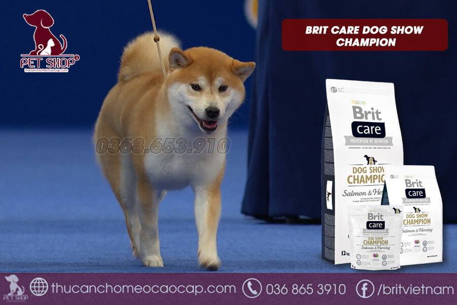 Chó Shiba thi dogshow ăn gì