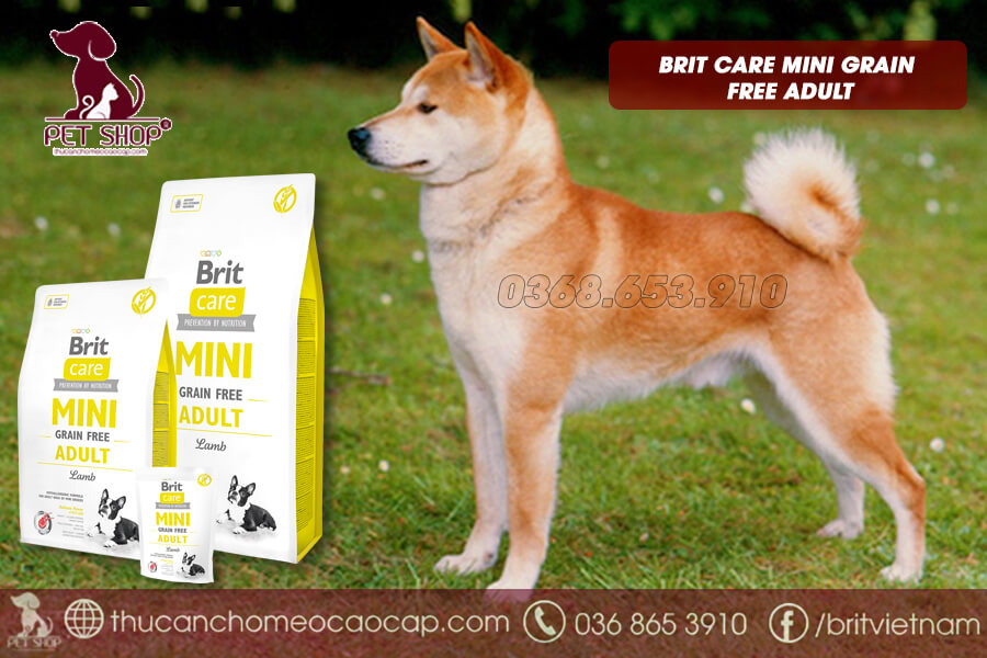 Chó shiba trưởng thành ăn gì
