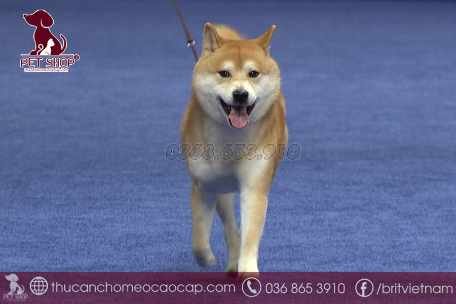 chế biến thức ăn cho chó Shiba