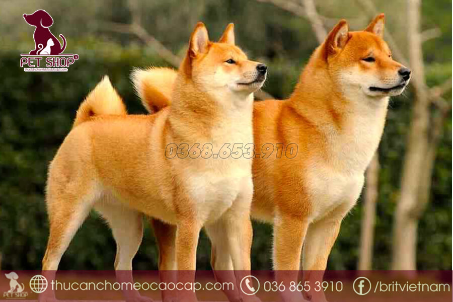 Chó Shiba ăn gì