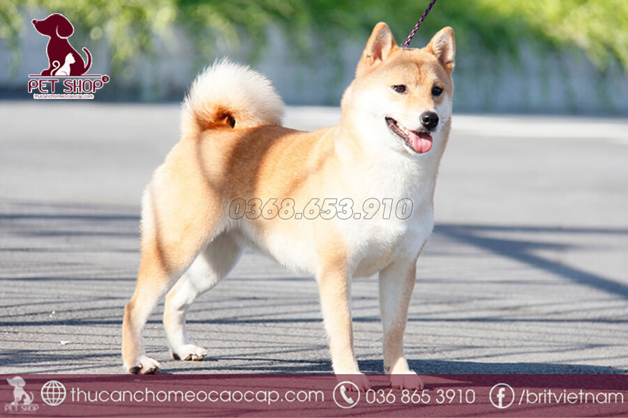 Chó sống được bao lâu