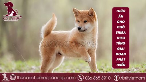 thức ăn cho chó Shiba