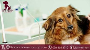 Bệnh Care ở chó là gì