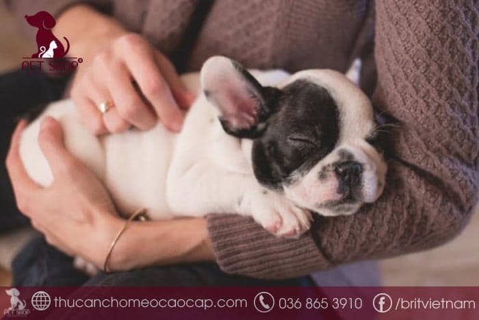 bệnh Care và Parvo ở chó