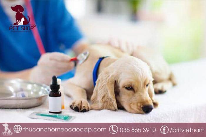 Nguyên nhân gây bệnh Care ở chó là gì?