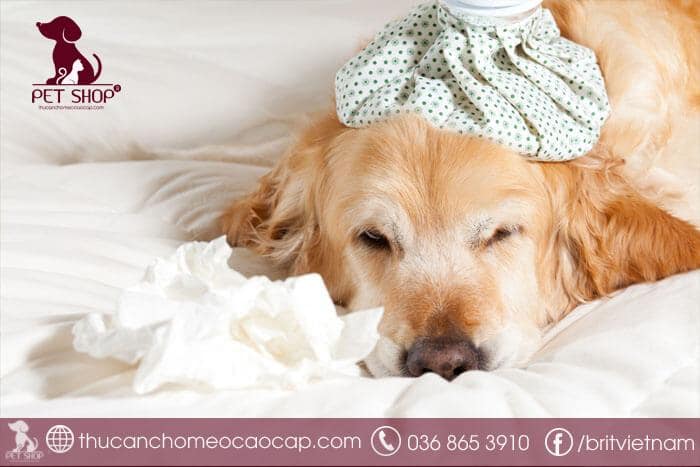 Cách chữa bệnh Care ở chó hiệu quả
