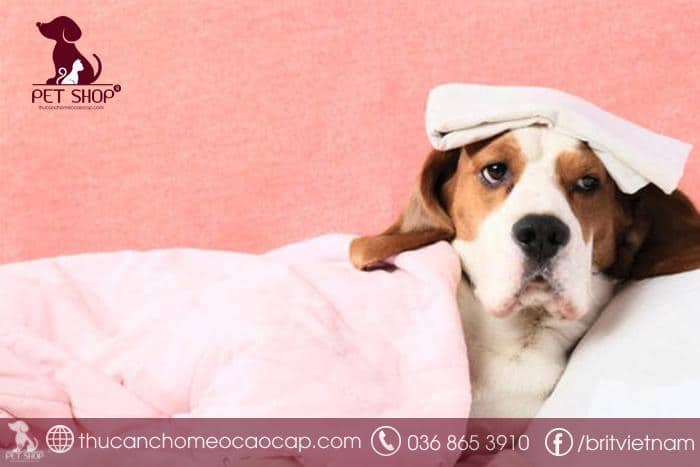Cách phòng ngừa bệnh Care ở chó là gì?
