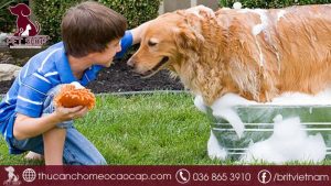 cách tắm cho chó hết hôi