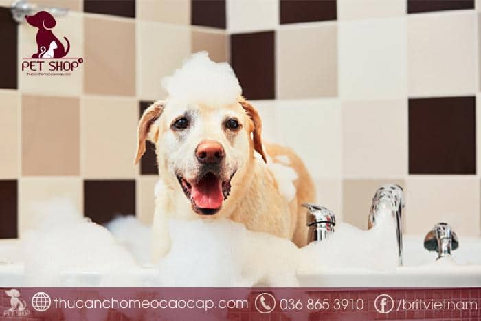 Vì sao phải tắm cho chó đúng cách?