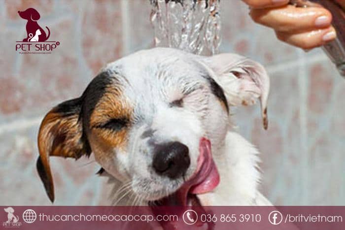 Chăm sóc chó sau khi tắm xong