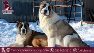 chó Alabai giá bao nhiêu