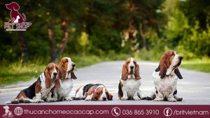 chó Basset Hound giá bao nhiêu